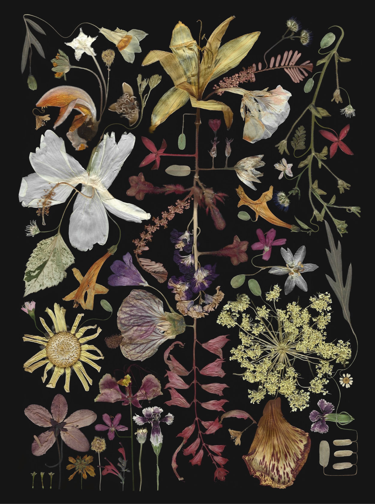 ‘Fukinsei’ - a meticulous arrangement of 46 different types of flowers, each pressed onto paper handmade by the artist from corn husk waste collected across Punjab and Haryana. (Image Courtesy: Kaanchi Chopra)