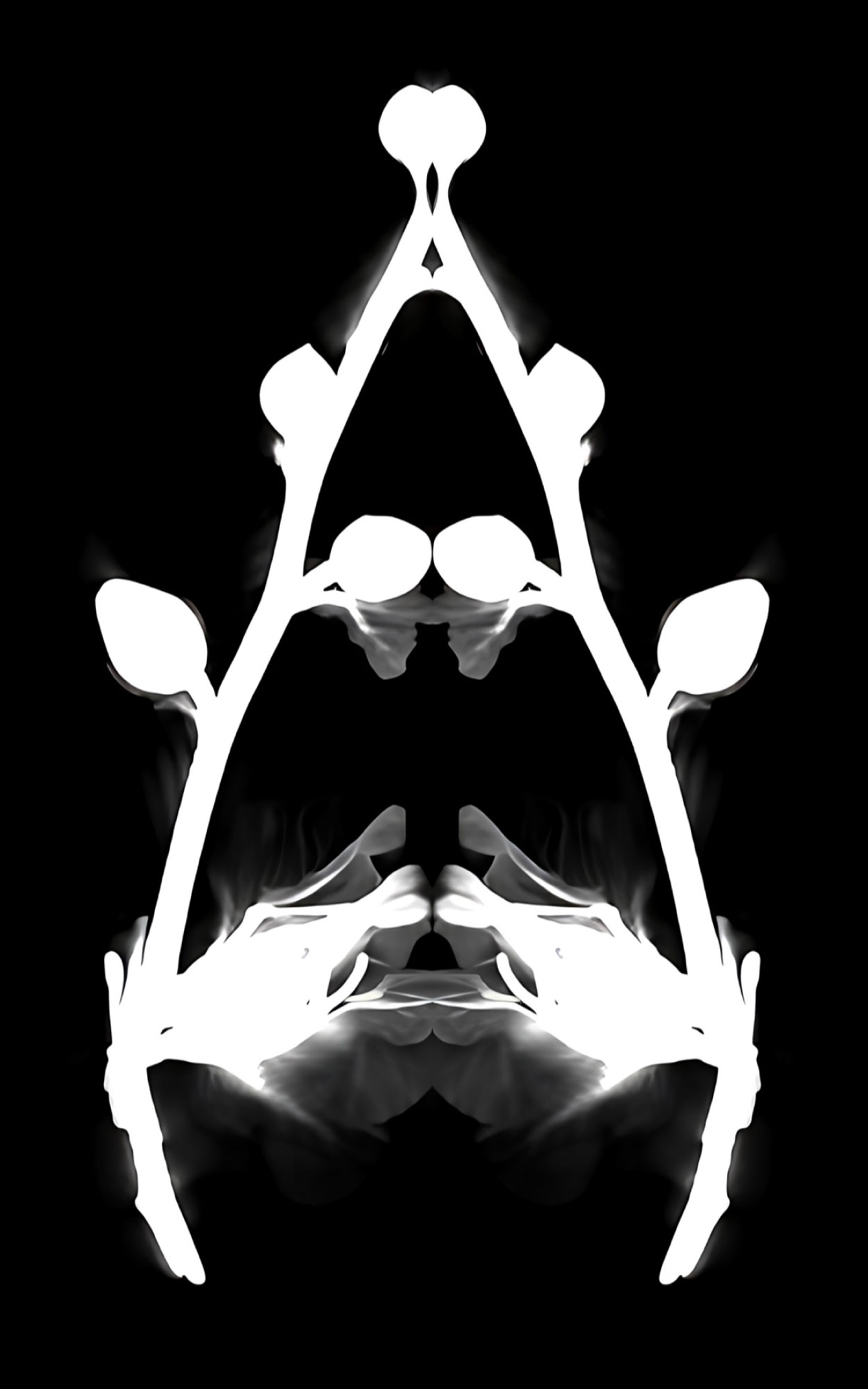 Radiological X-ray of Hollyhock showing soft, smoky inner folds. (Image Courtesy: Kaanchi Chopra)